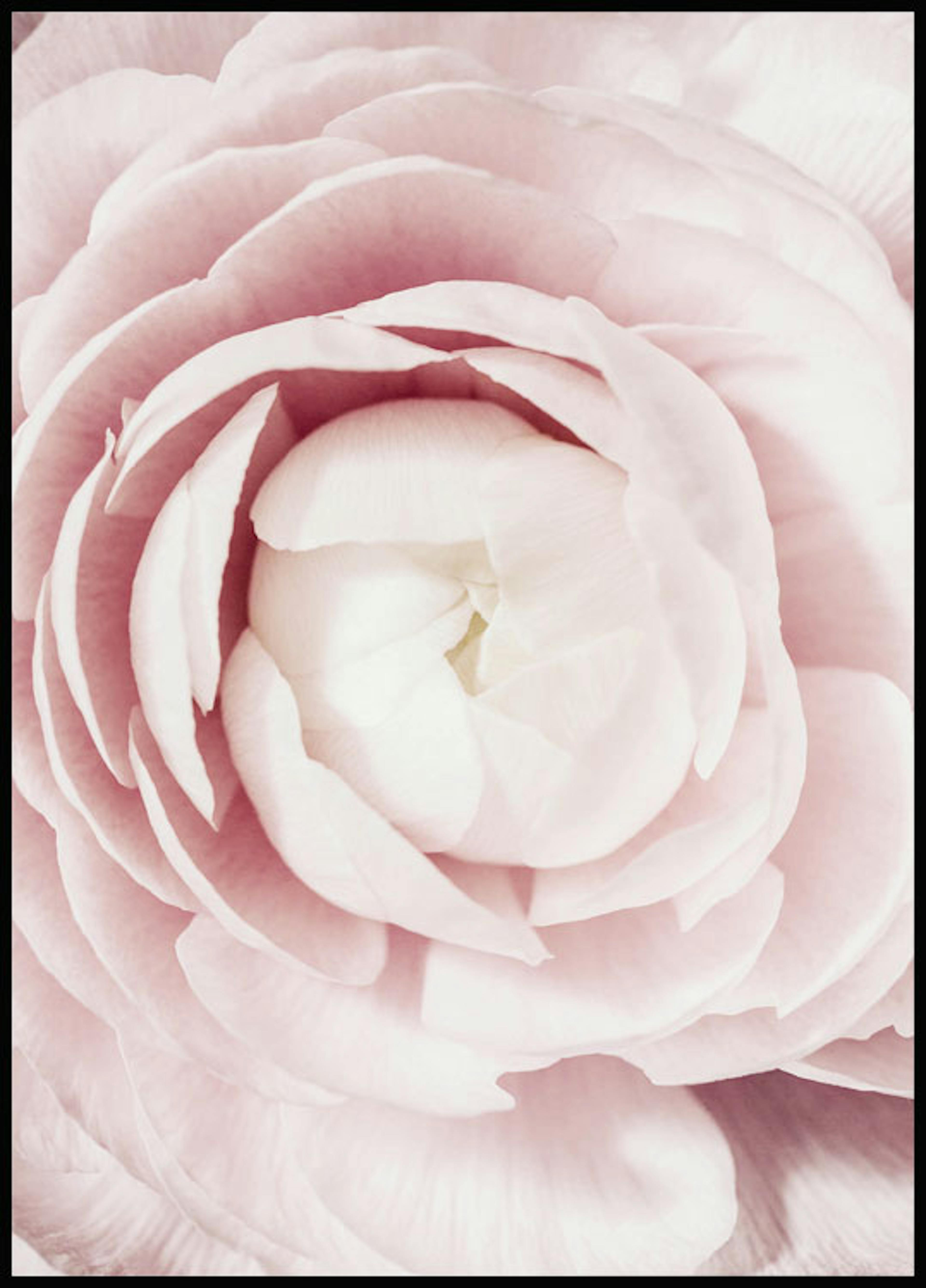 ピンクの開花 ポスター 0