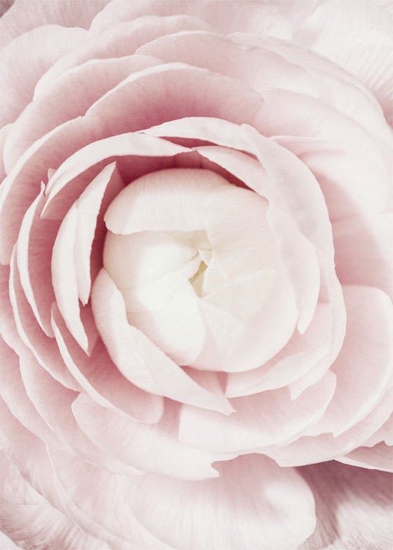 Kvetoucí krása Plakát 0