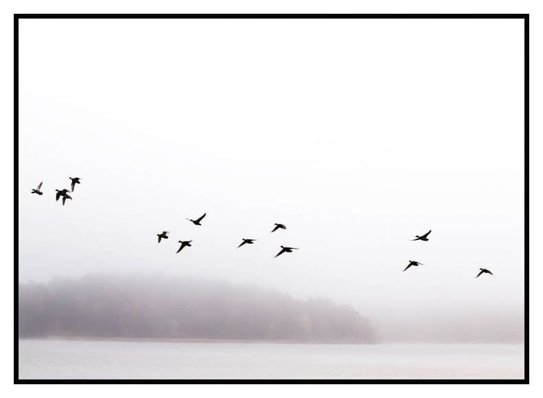 Birds Flying Plakat (70x100 cm) - Poster Store
