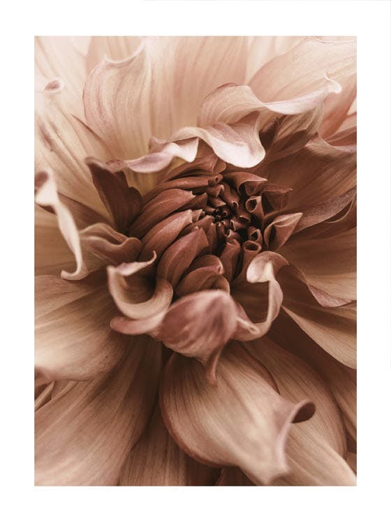 Dahlia Flower. Affiche 0