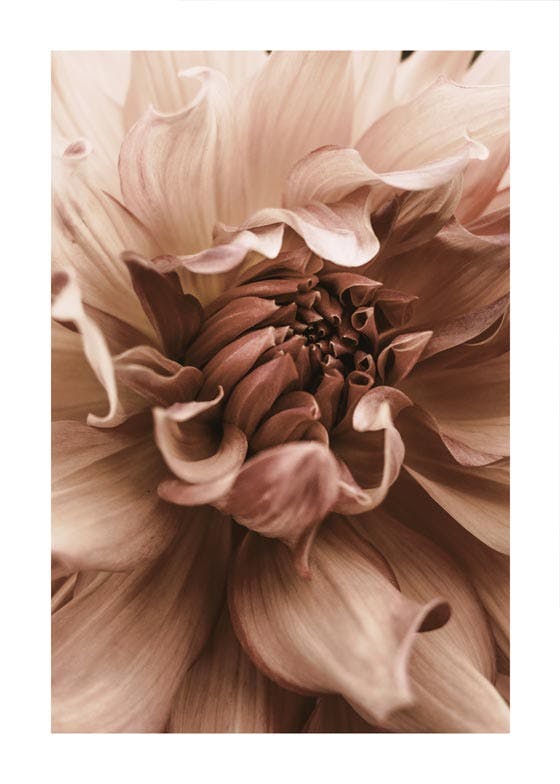 Dahlia Flower Poster 0