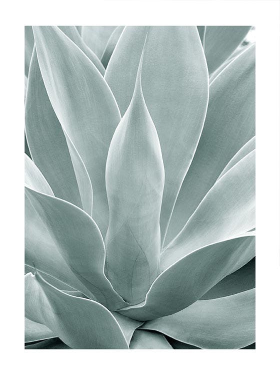 Agave cactus Plakat 0