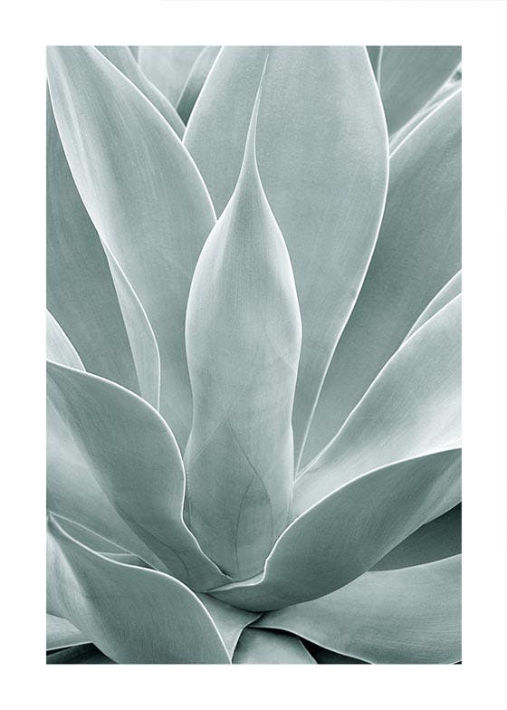 Plakat Agawa-Kaktus 0