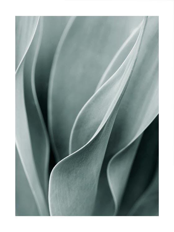 Agave leaves. Affiche 0