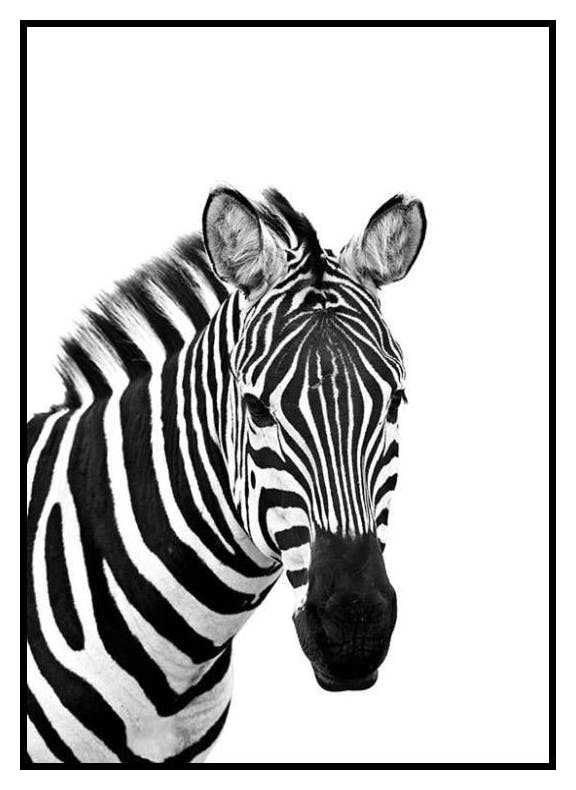 Zebra Fra Siden Plakat (50x70 cm) - Poster Store