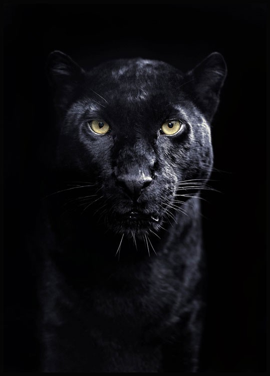 黒豹のボートレート　動物の写真ポスター・オンライン