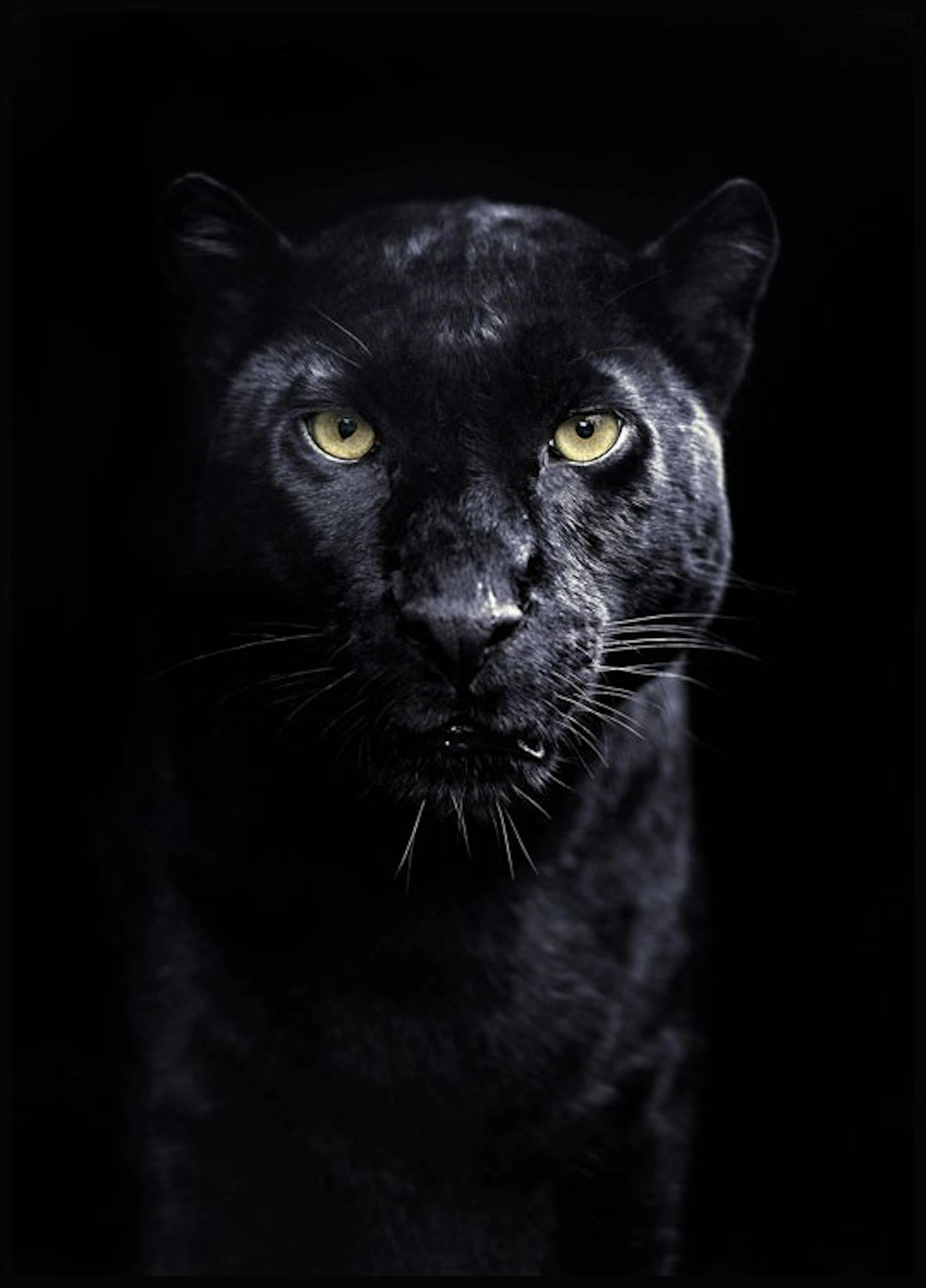 Panther Poster 0