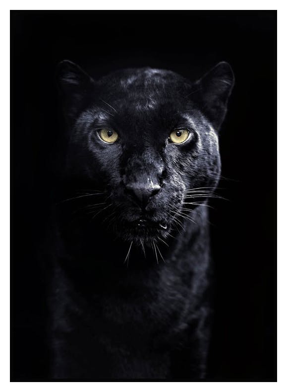 Panther Juliste (21x30 cm) - Poster Store