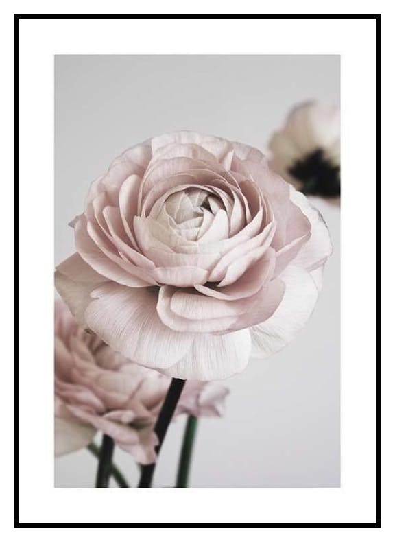 Roze Bloemdroom Nr1 Poster (50x70 cm) - Poster Store