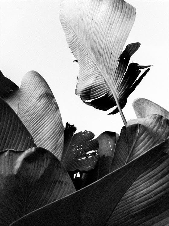 Banana leaves. Affiche 0