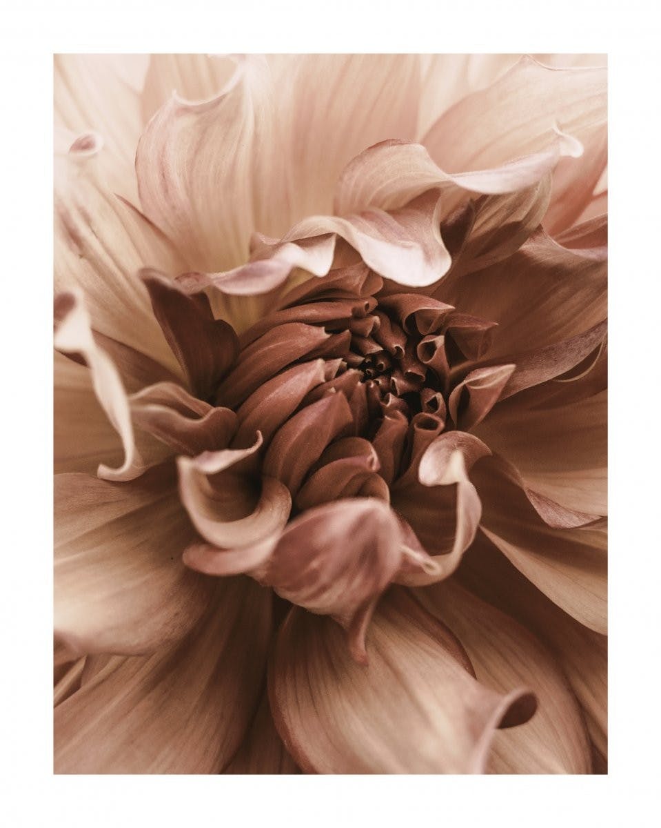 Květy jiřiny Plakát 0