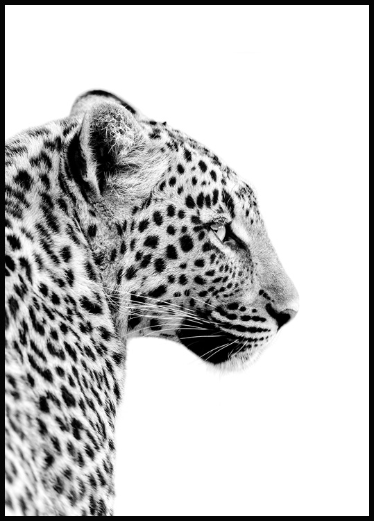 hvid Delegation noget Leopard Plakat - Dyreplakater online