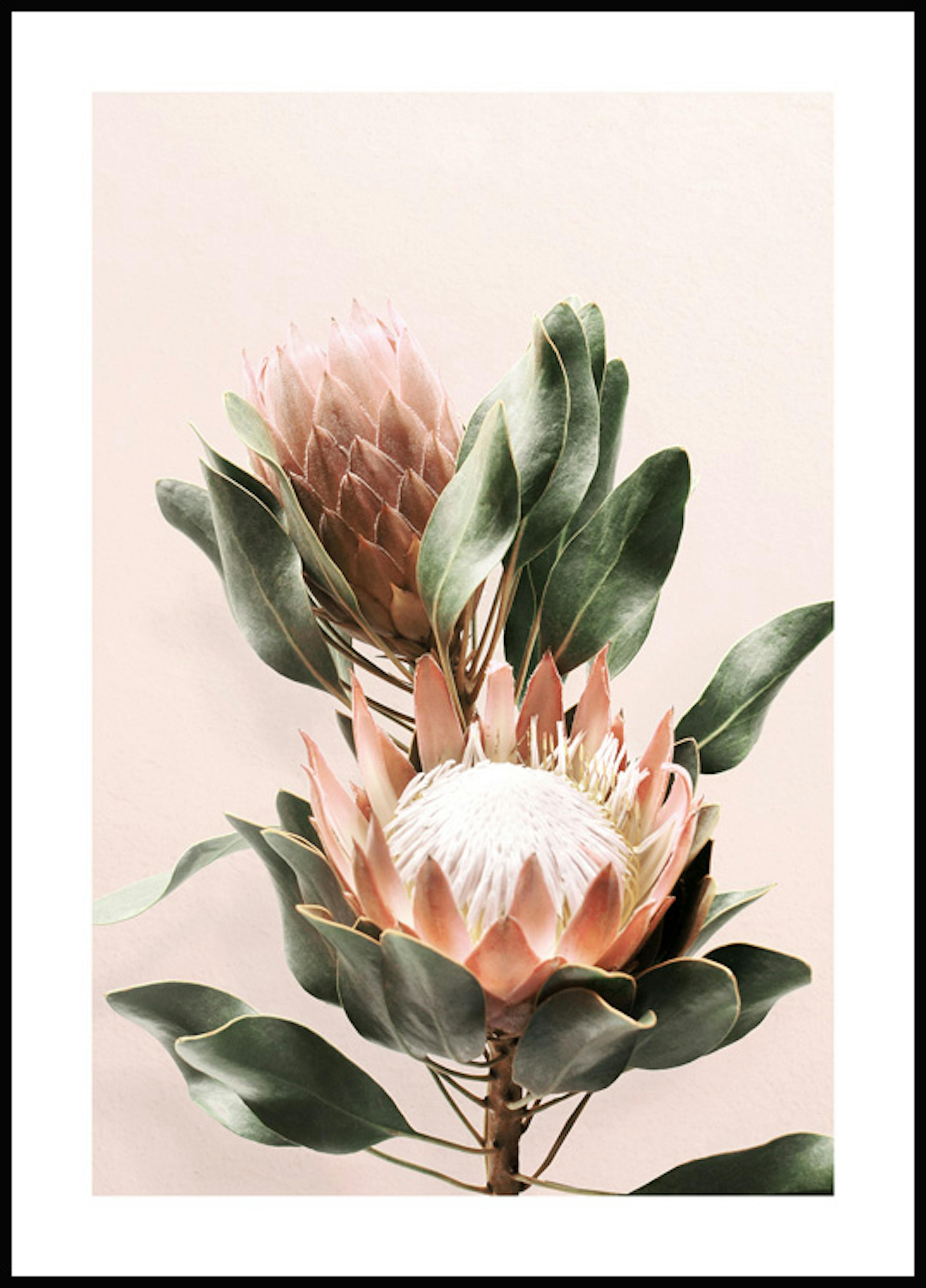 Protea Blomst Plakat 0