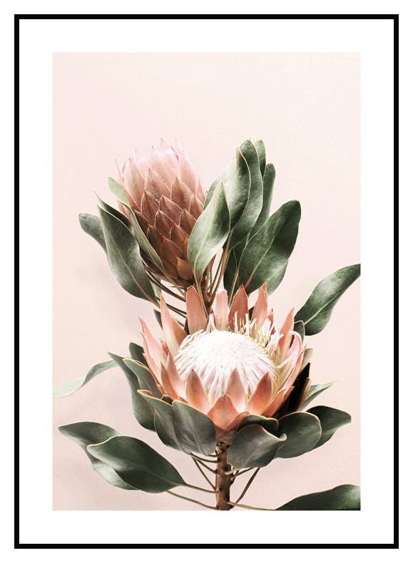 Plakat Protea (30x40 cm) - Poster Store