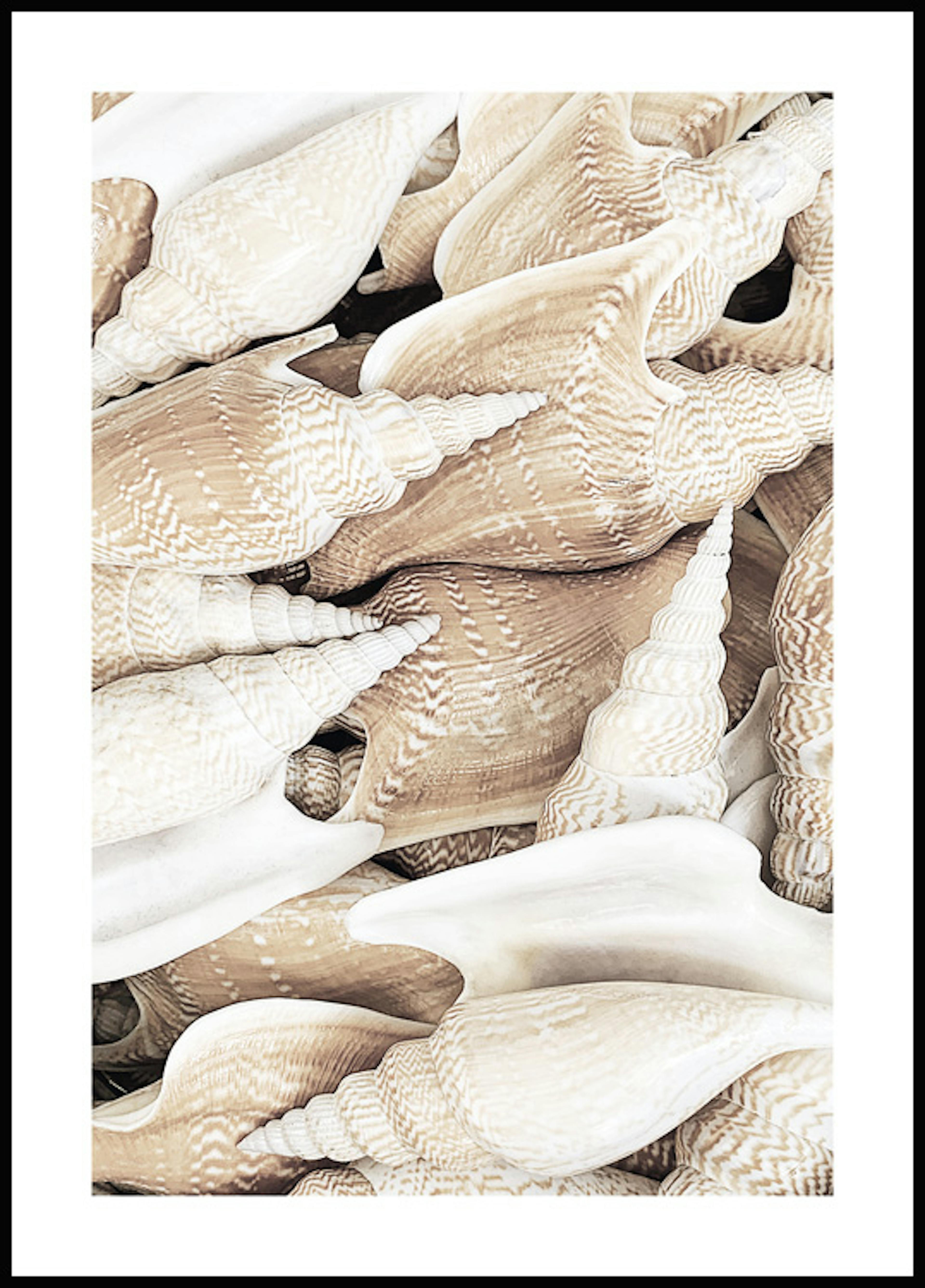 Beige Seashells Poster 0