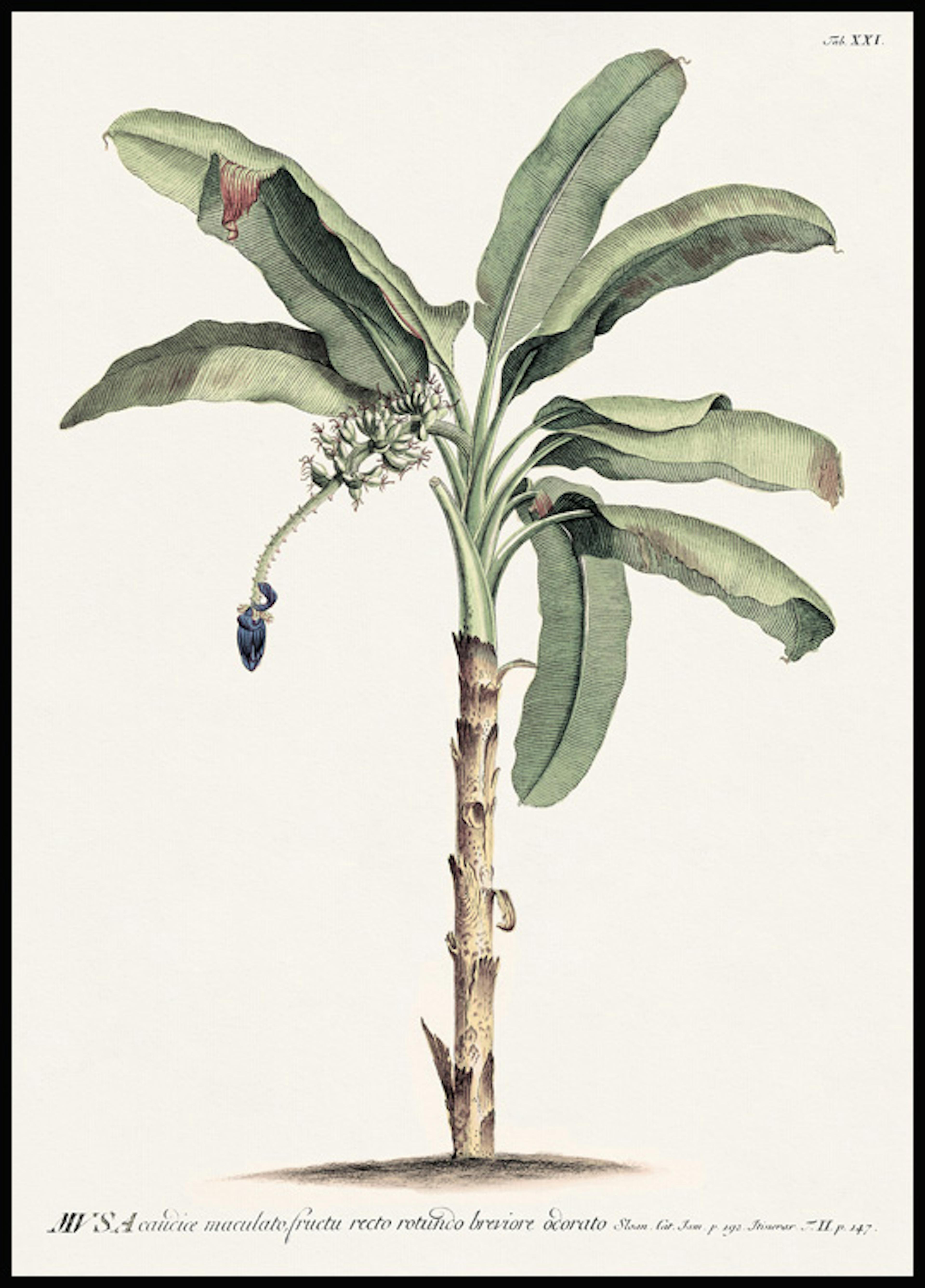 빈티지 바나나 나무 포스터 0