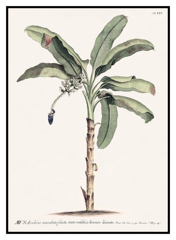 Vintage Banana Tree Poster (21x30 cm) - Poster Store