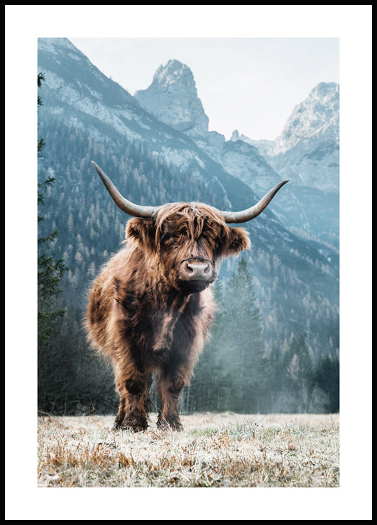 Poster Tierposter Hochlandrind Dolomiten -