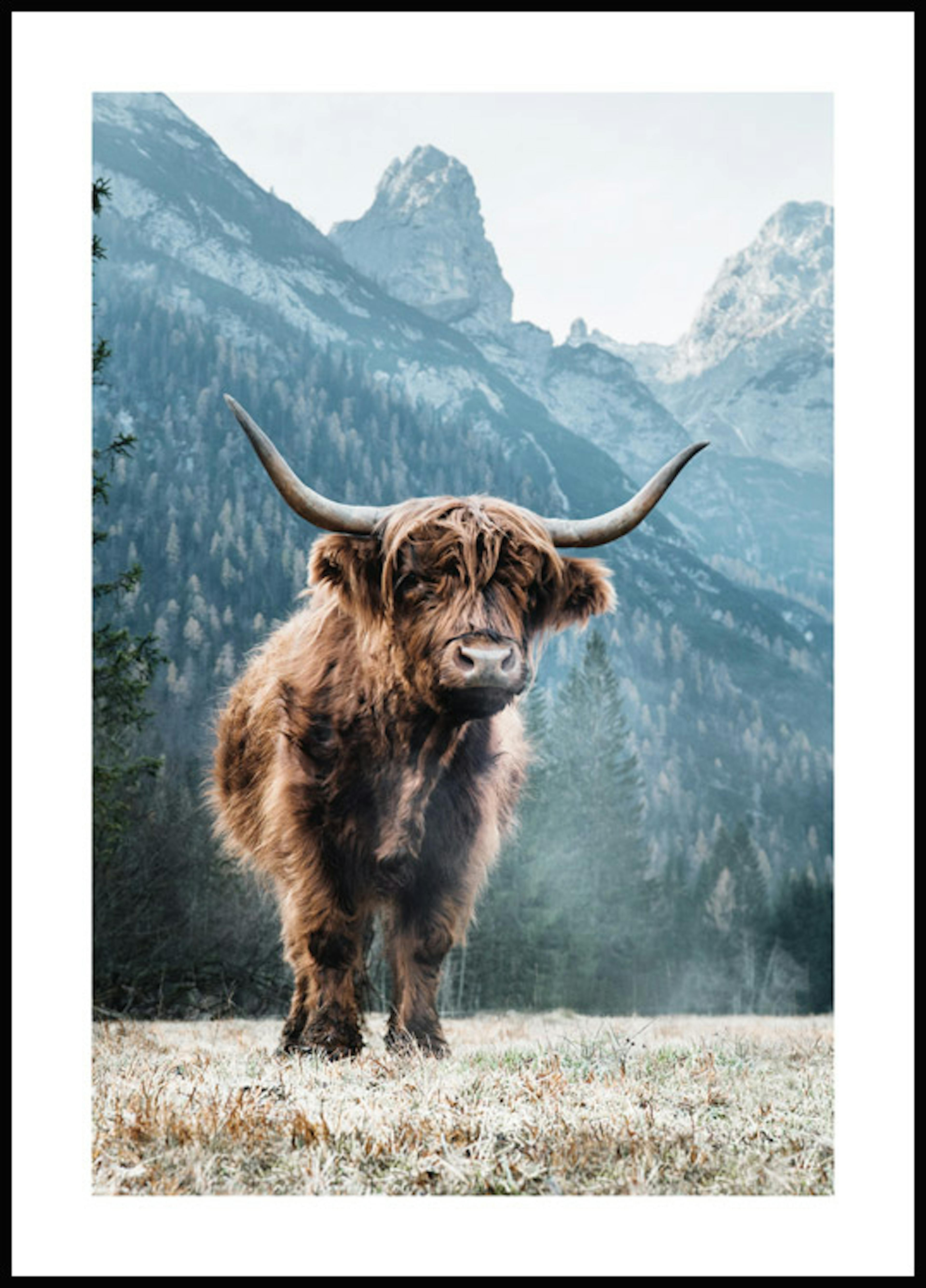 Dolomites Highland Cow Poster 0