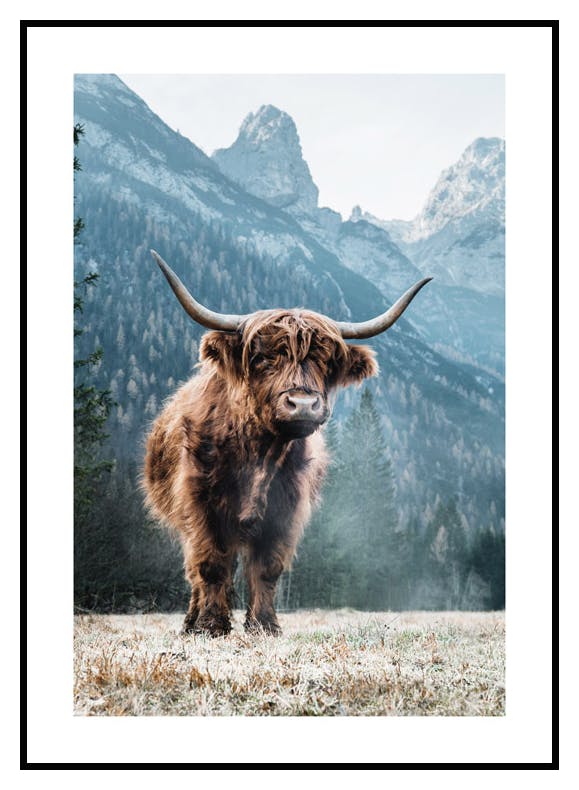 Dolomiten Hochlandrind Poster (21x30 cm) - Poster Store