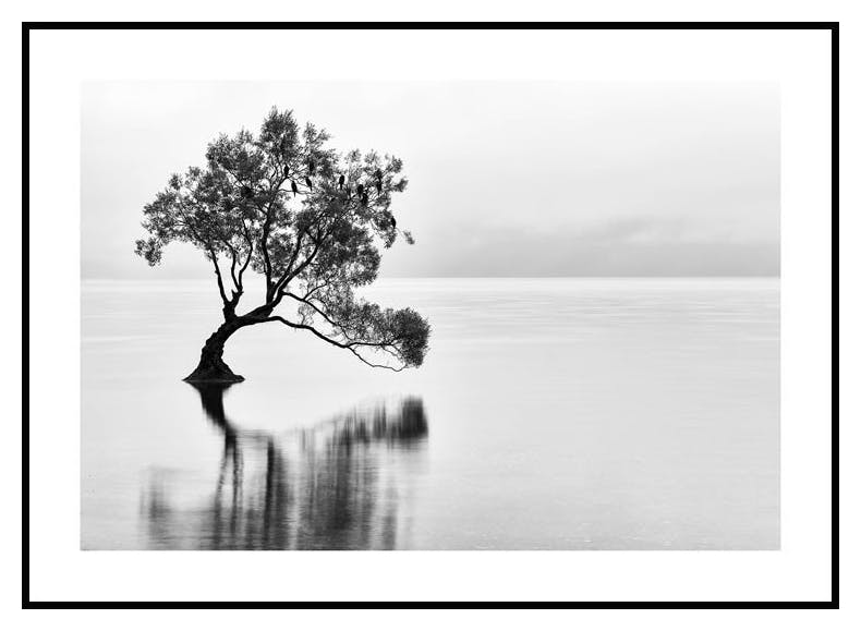 Wanaka Tree Poster (50x70 cm) - Poster Store