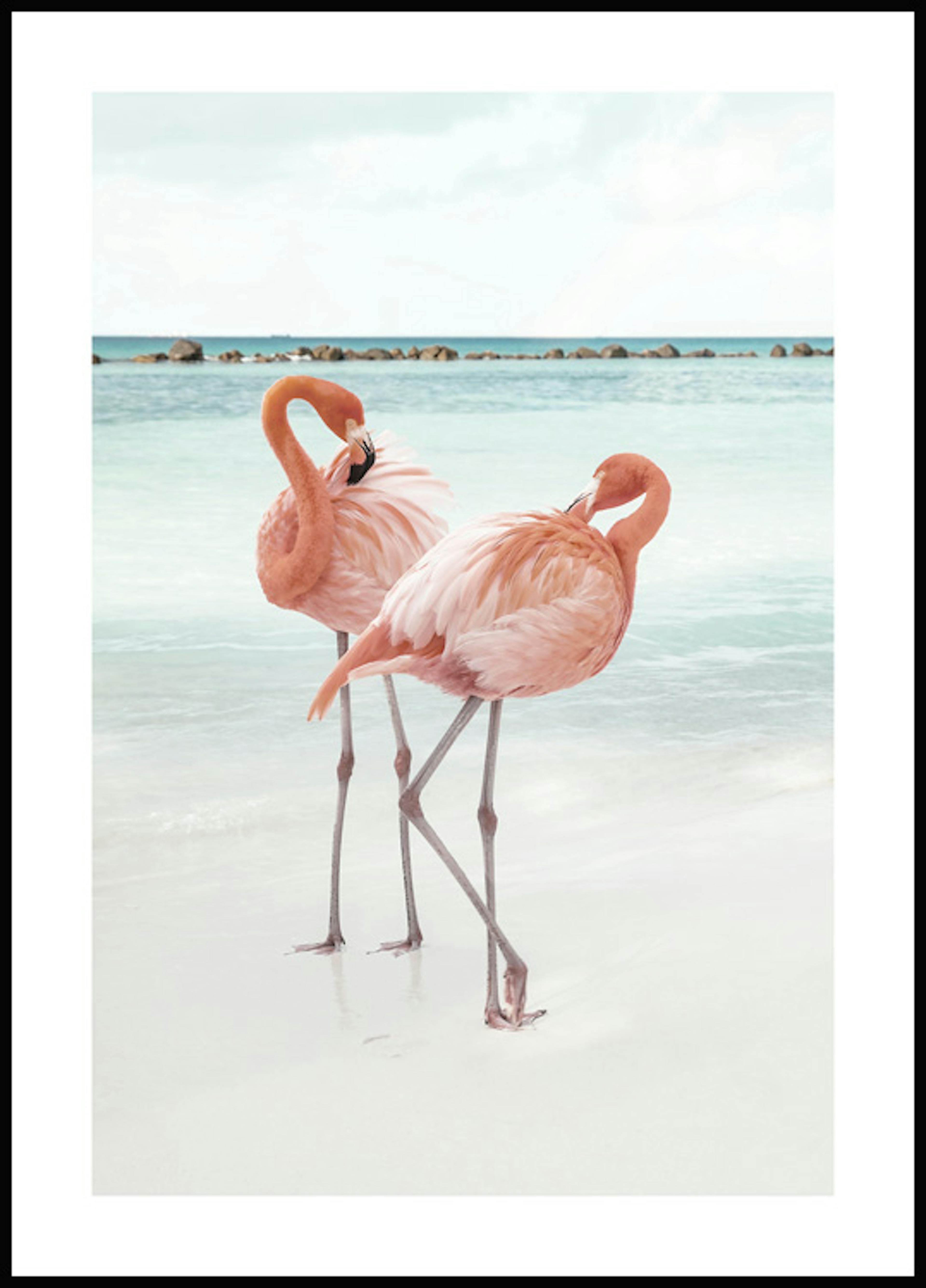 Flamants roses Amour Poster 0