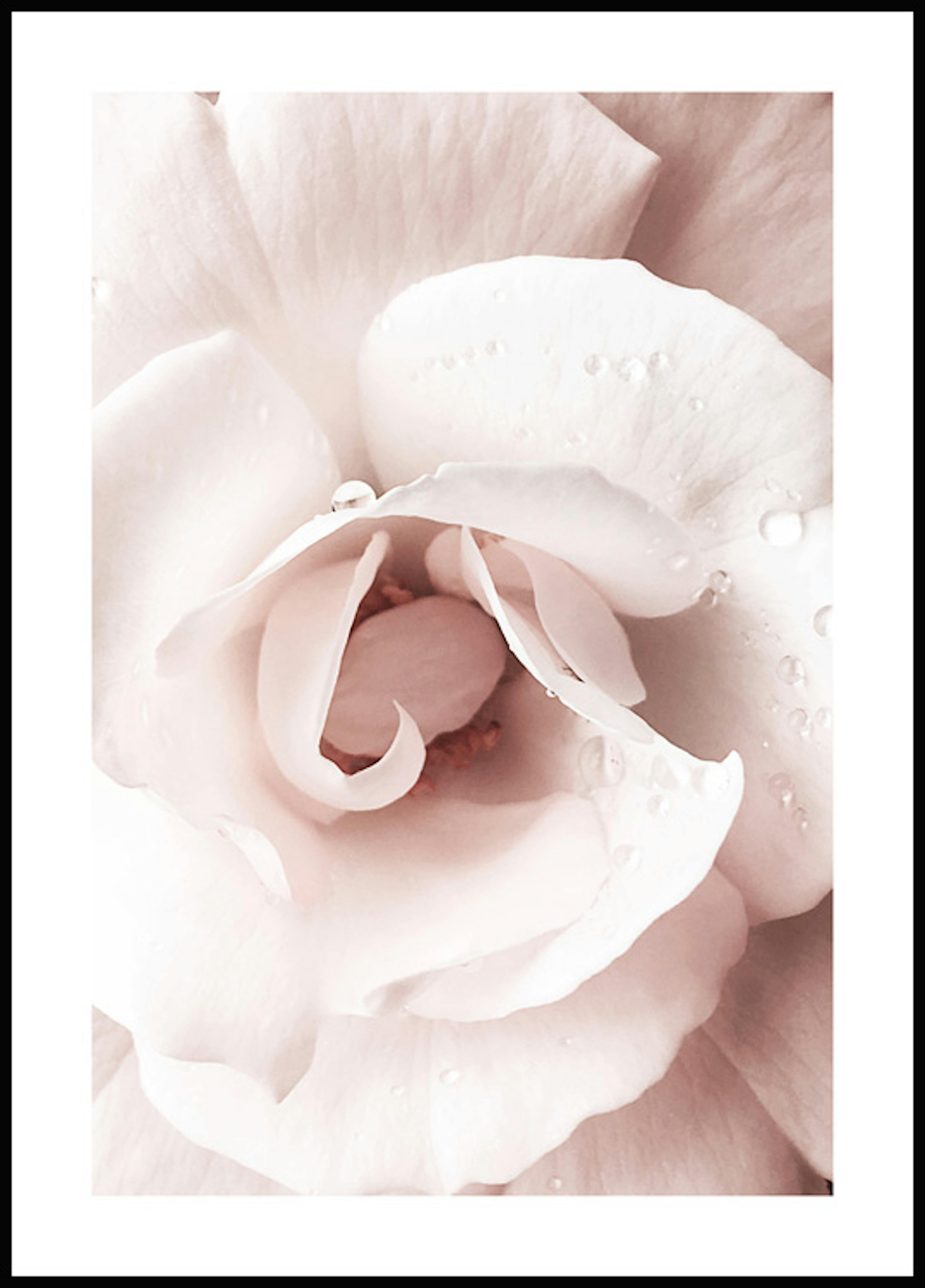 Dreamy Rose Poster 0