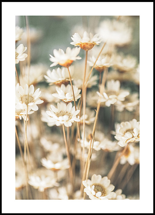 Summer Flowers Botanical prints Poster 