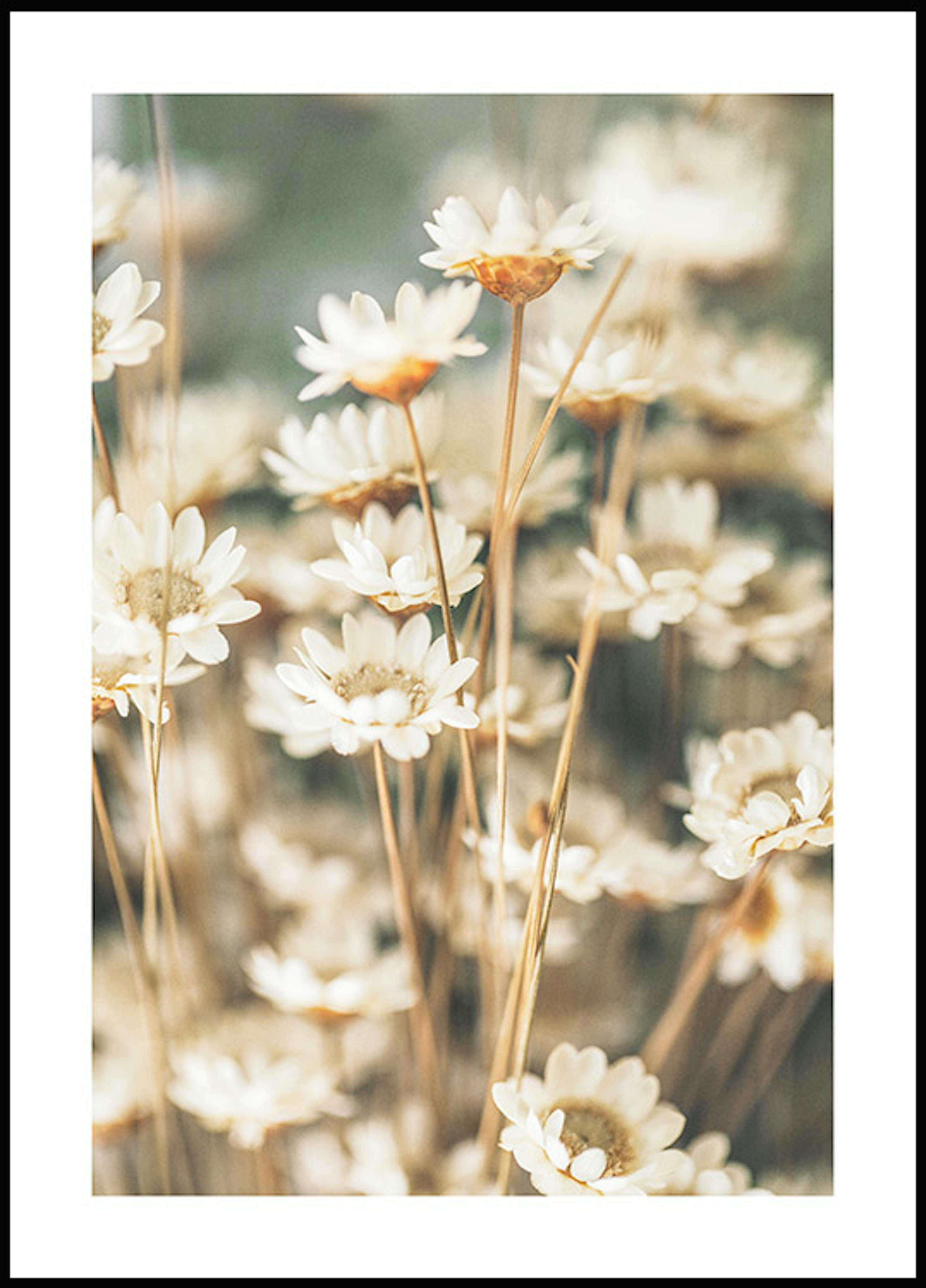 Sommerblumen Poster 0