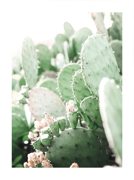 Prickly Pear Cactus. Affiche 0