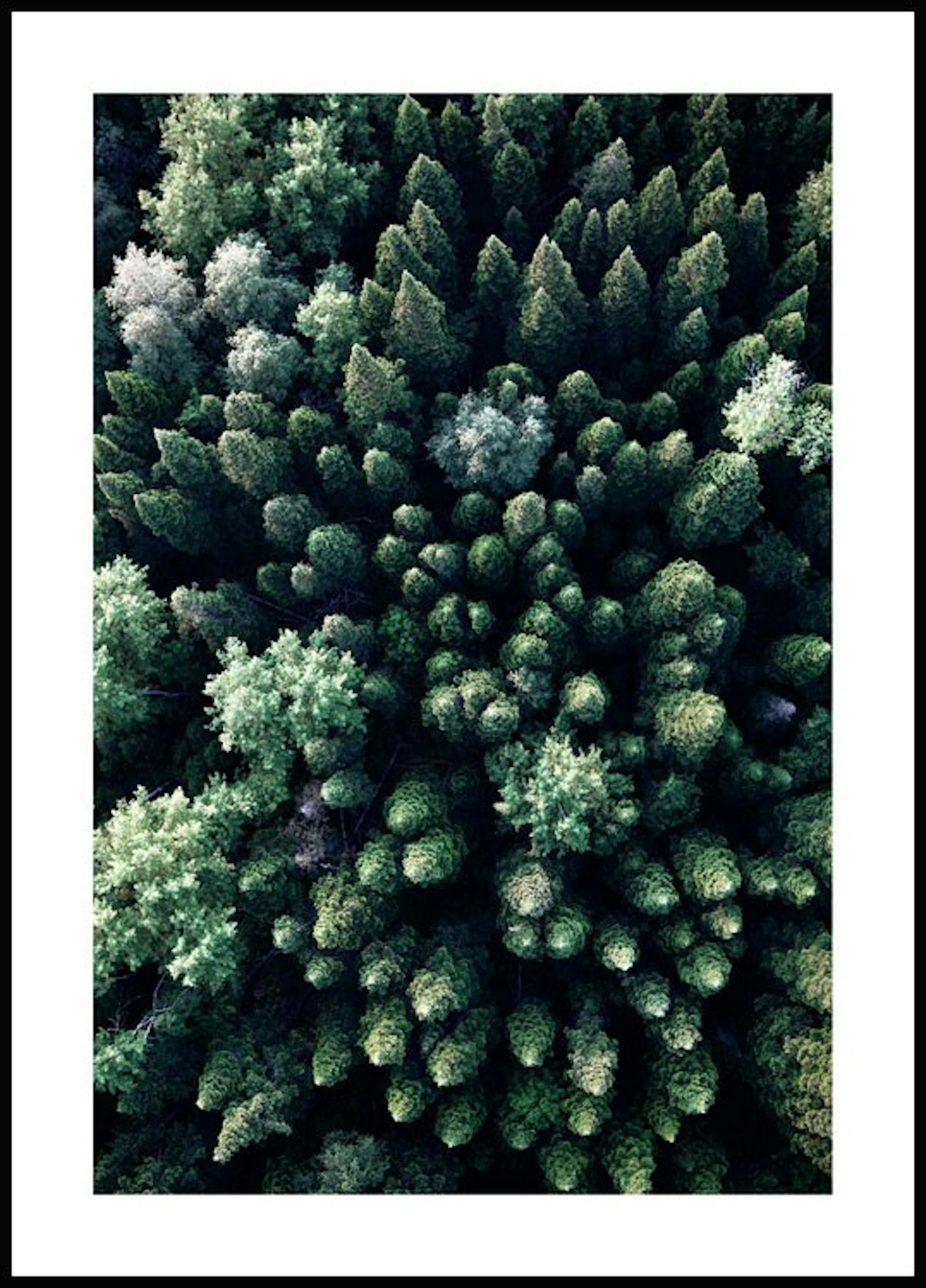 لوحة لصورة الغابة من فوق 0