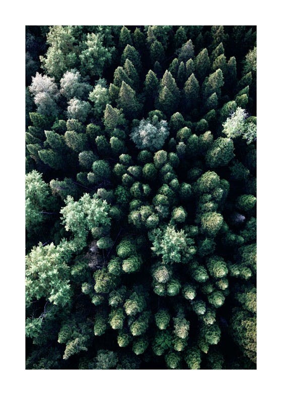 لوحة لصورة الغابة من فوق 0