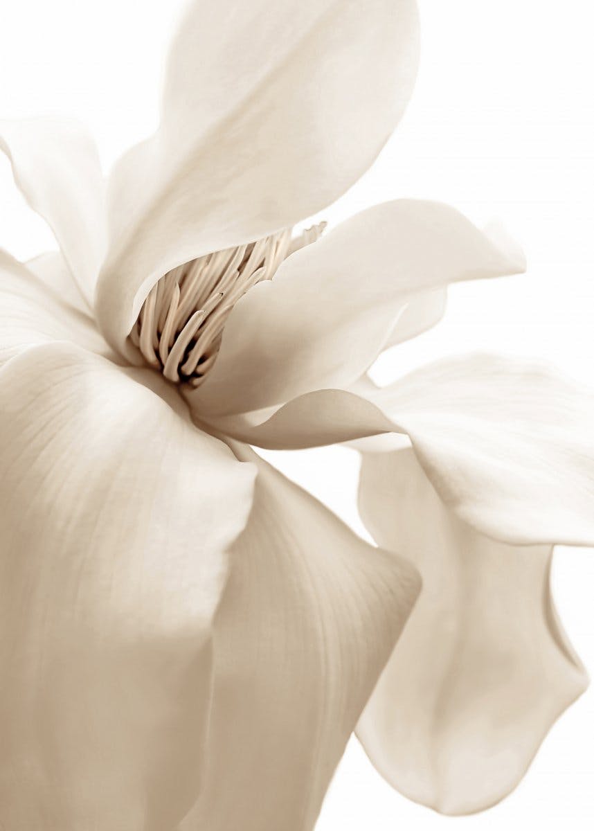 Magnolia beige Póster 0