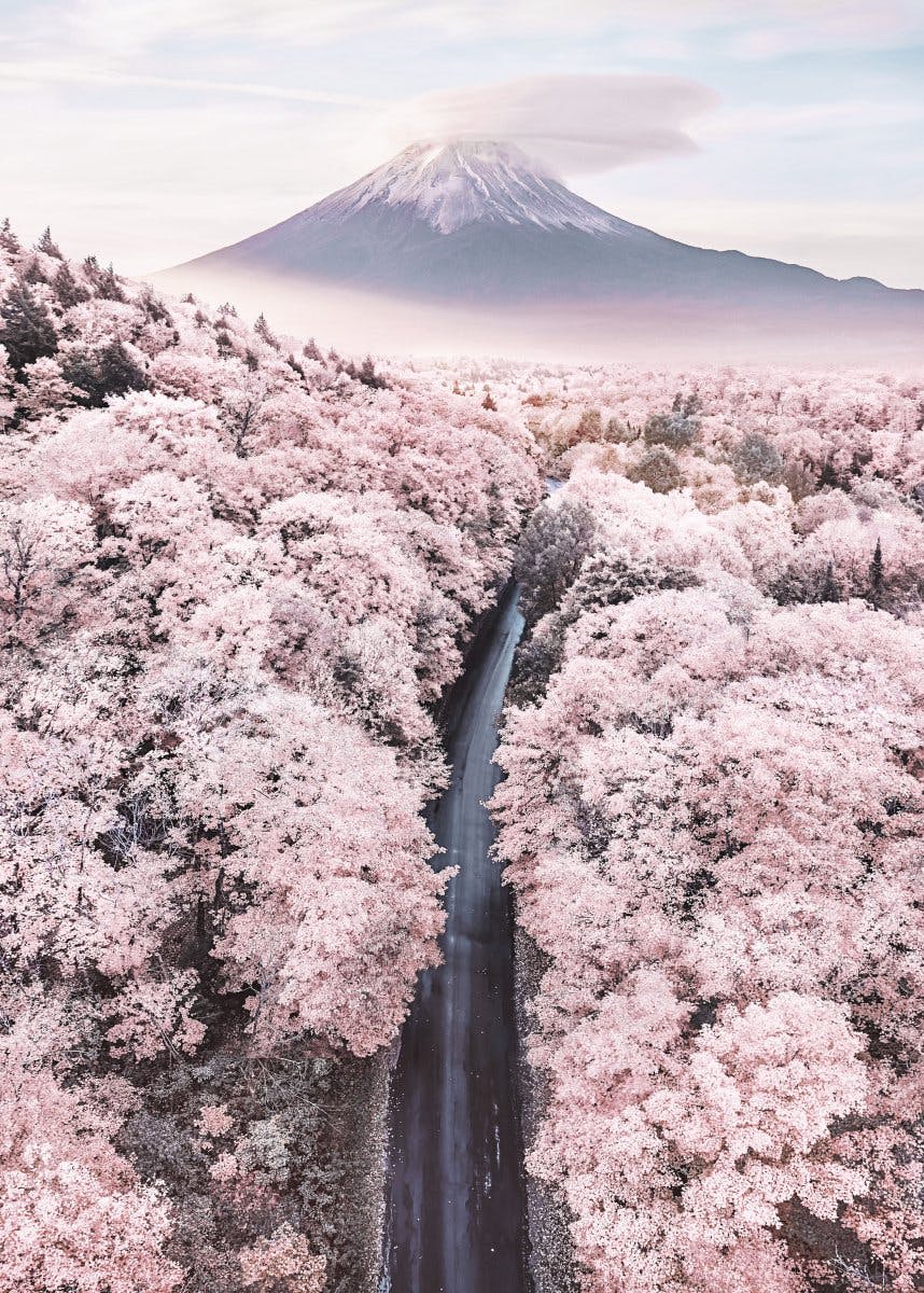 ピンクの桜花道 ポスター 0