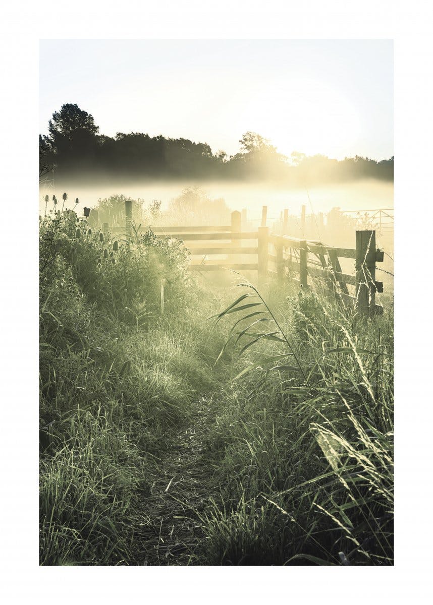 Foggy Morning Sun Poster 0