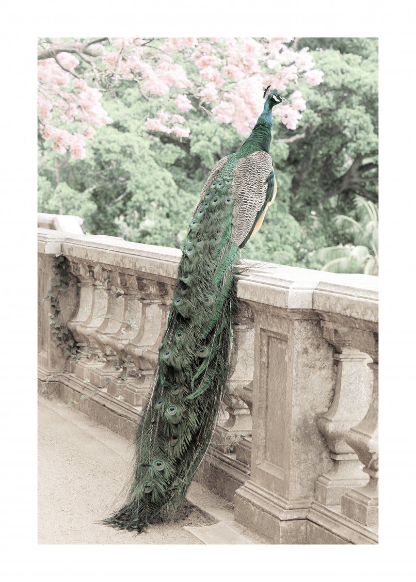 Green Peacock Poster 0