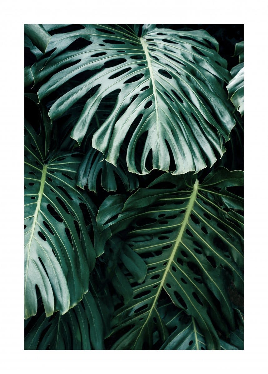 Dunkle Monstera Poster 0