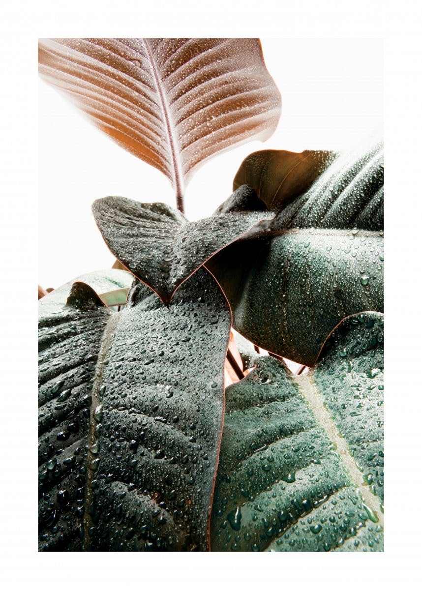 Droplets on Leafs Poster 0