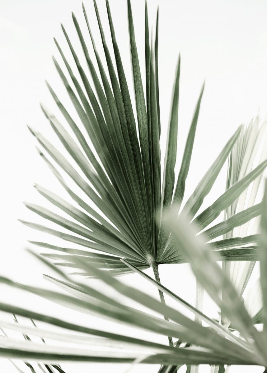 Green Palm Leaves No1 Poster 0