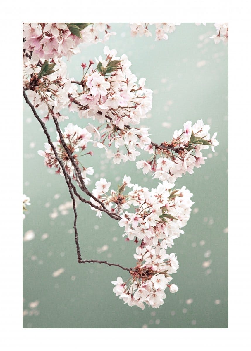 لوحة صورة زهور الكرز 0