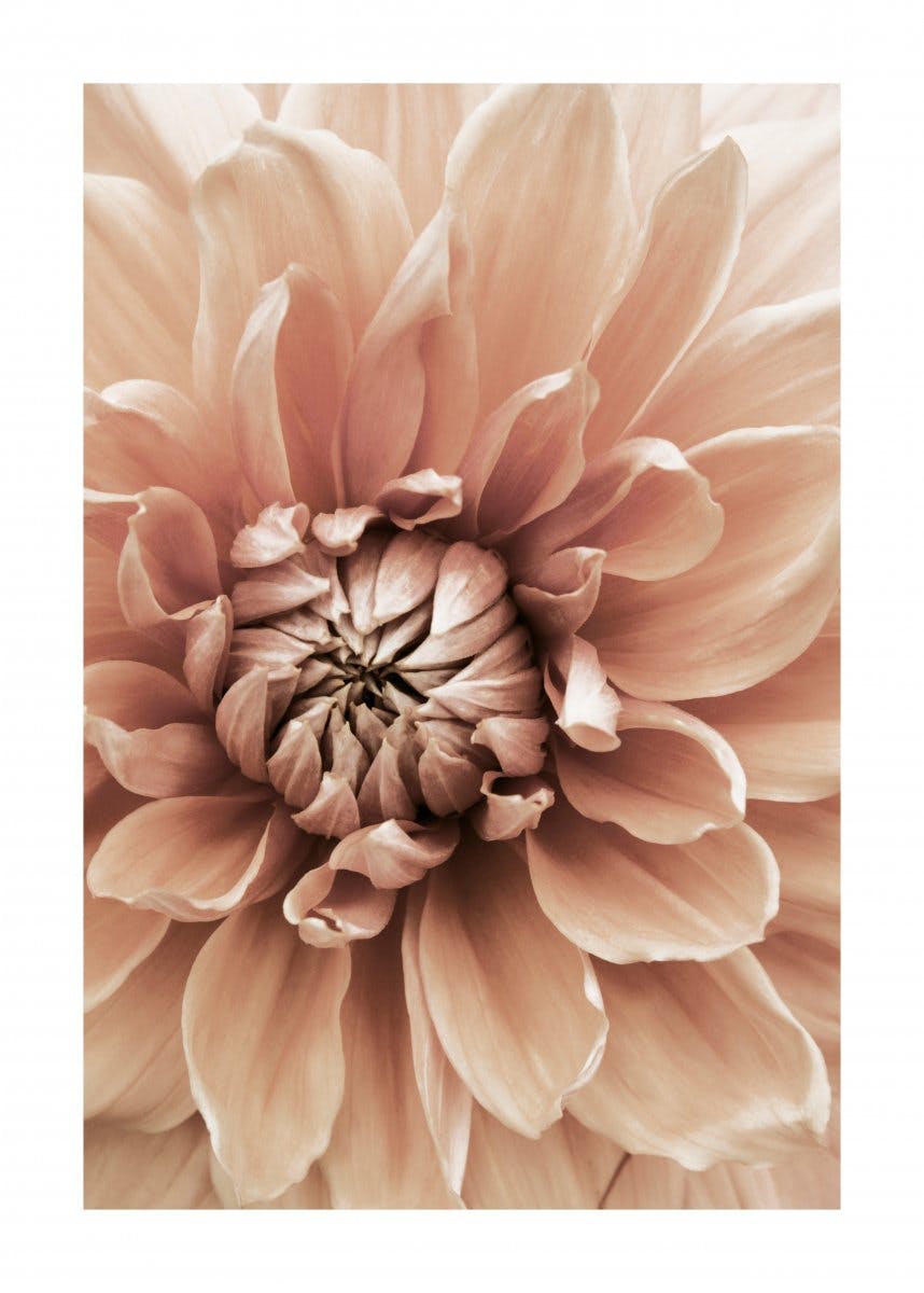 Dahlia in Bloom Poster 0