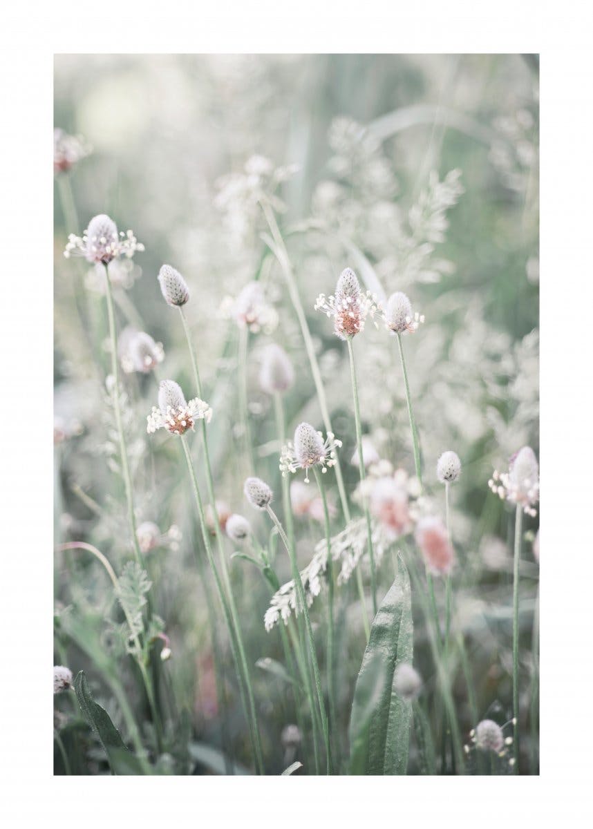 牧草地の花 ポスター 0