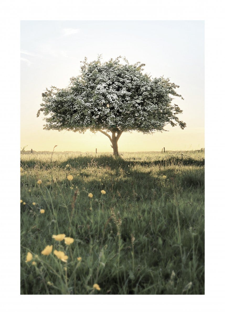 Plakat Kwitnące Drzewo 0