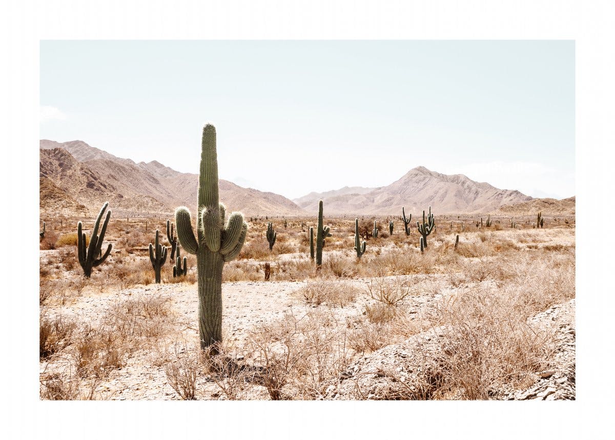 Cactus Landscape Poster 0
