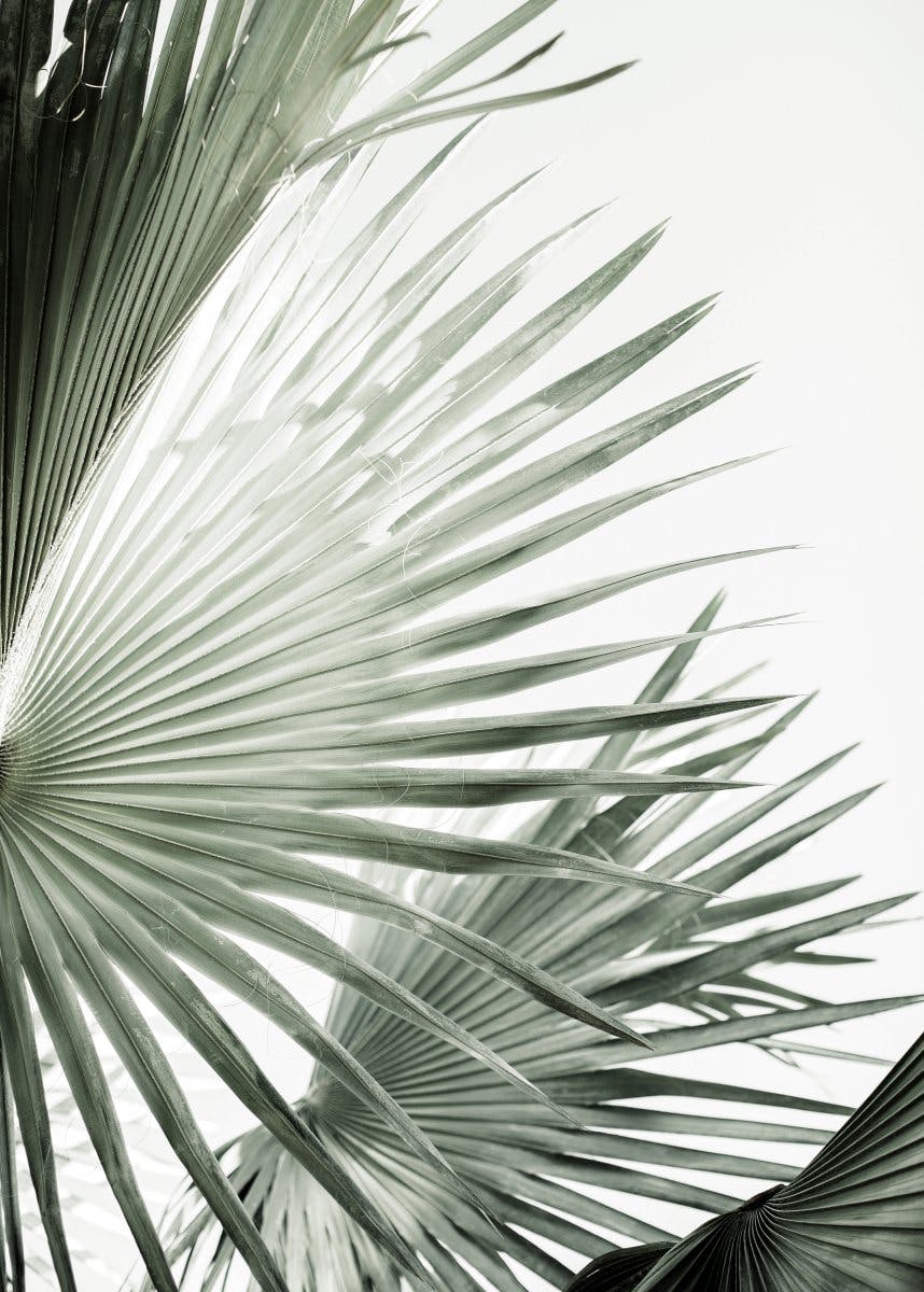 Plakat Zielony Liść Palmowy No2 0