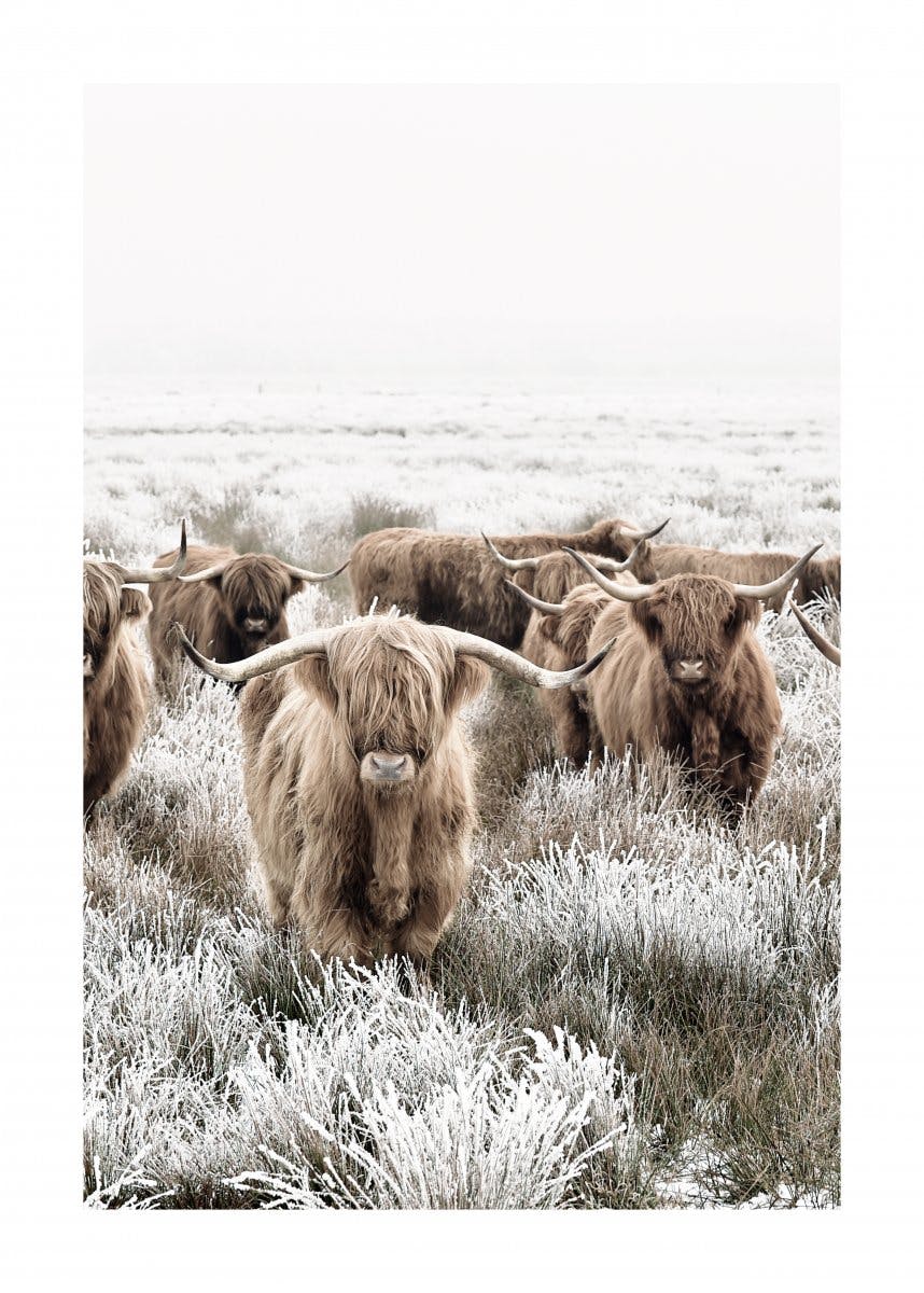 Highland Herd Poster 0