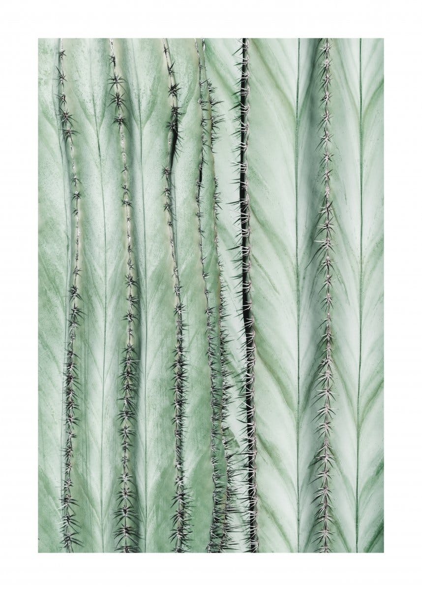 Plakat Liść Kaktusa 0