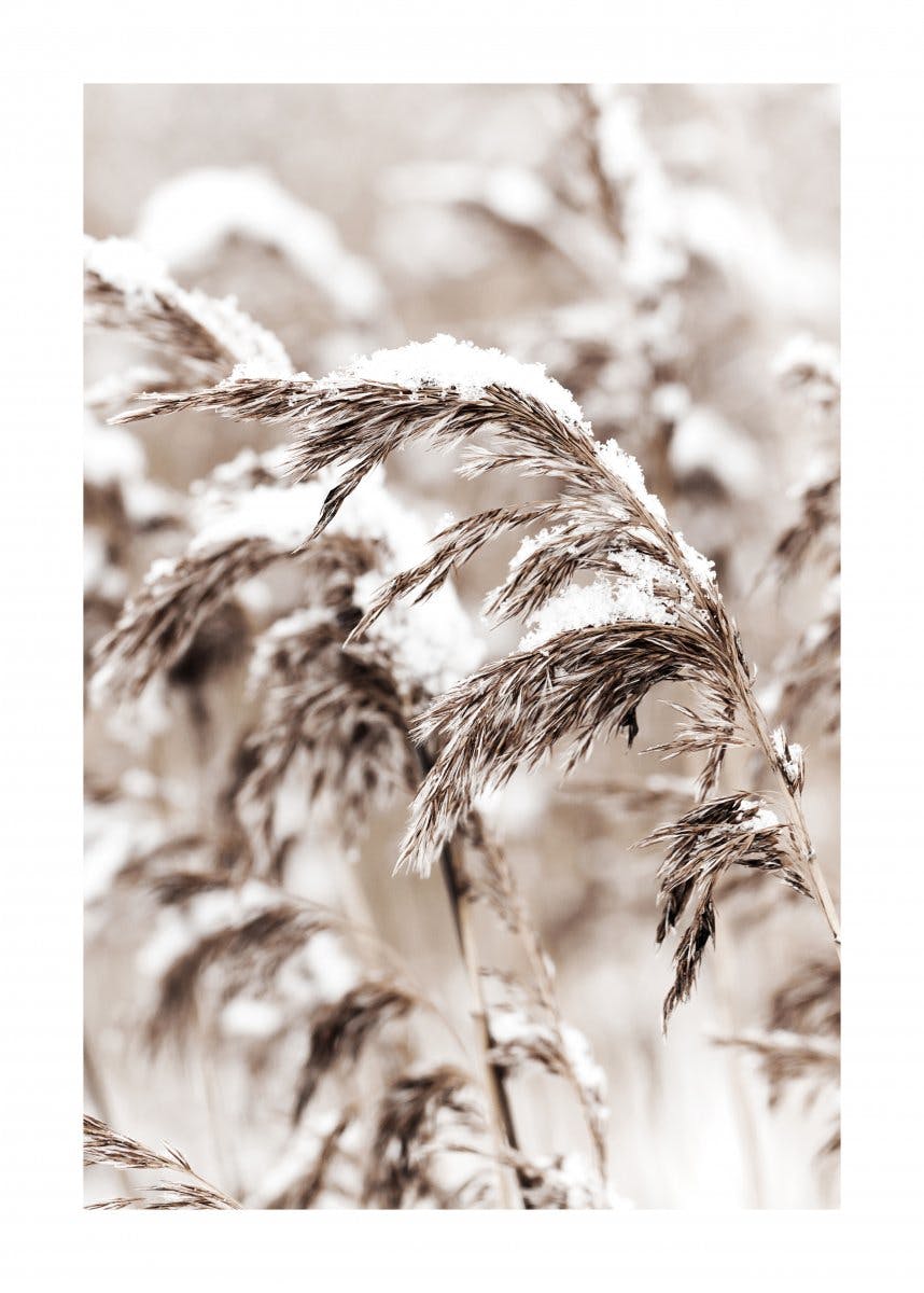 Snowy Reed Poster 0
