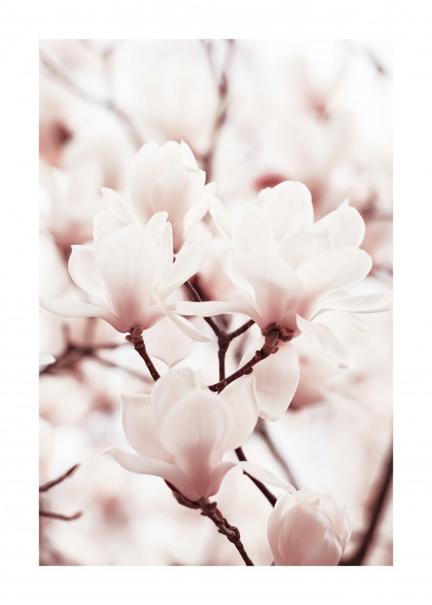 Magnolias rosas Póster 0