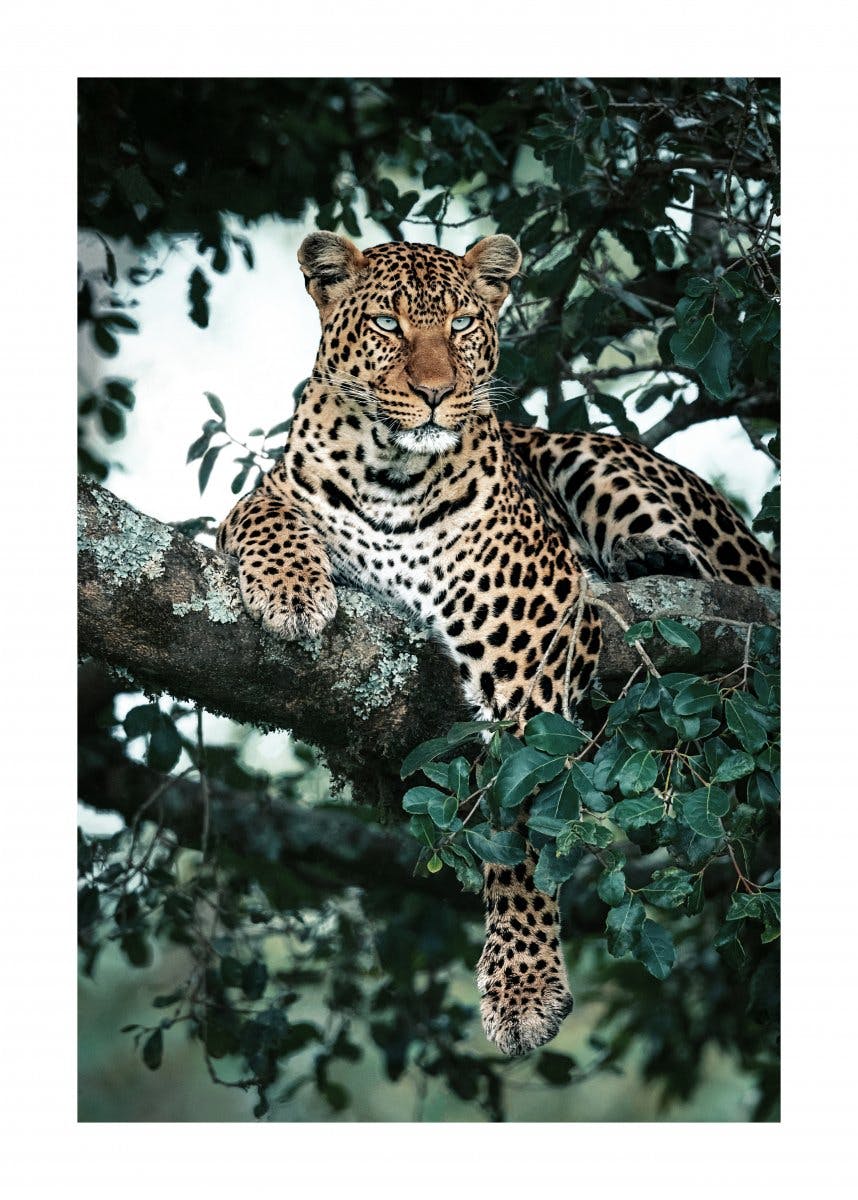 Leopardo Majestuoso Poster 0